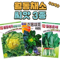 씨앗팜 월동 채소 씨앗 3종 세트 봄동배추 섬초시금치 월동춘채 씨앗 종자, 1세트