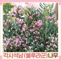 각시석남나무 묘목 애기진달래 블루라군 15cm 포트묘 1개