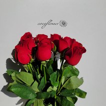 [코코 플라워] 푸에고장미 생화택배 꽃배달싼곳 5송이 10송이