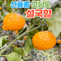 제주 설국향 수라향 신비향 아스미 3kg 5kg 10kg, 정품 5kg(20-30과), 1개