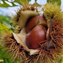 햇밤 유기농 무농약 1kg 유기농밤 알밤 밤농장 생밤 맛있는밤, 칼집 낸 뜨래밤 1kg 내외 대 개당 2.4g 내외