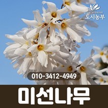 미선나무/1m/1등묘/H1.0/흰개나리/꽃/미선/나무/묘목/조경수/도시농부