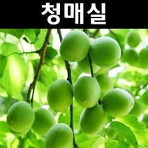 청매실 접목1년 뿌리묘 나무 묘목 5개/유실수/과수