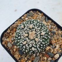 [메카다육]51-0702 슈퍼투구(실생 선인장)화분포함 다육식물 다육금 다육철화 두들레야 아프리카식물 코노피튬 하월시아 수입다육이 국민이