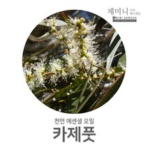제미니상사 카제풋, 1개, 100ml
