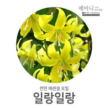 제미니상사 일랑일랑, 1개, 10ml