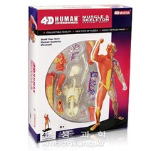 인체 근육과골격4D퍼즐