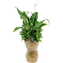 웰컴플라워 소형관엽화분 동양난, 9 스파트필름