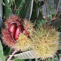 2023년 첫수확 토실토실 알밤 햇밤 광양/순천 수확, 1개, 햇밤2kg(중)