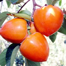 오병이어농산 햇대봉감 5kg 15kg 감 대봉, 1개, 5kg(17~20개)