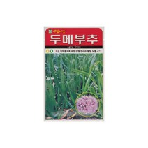 두메부추씨앗 100립
