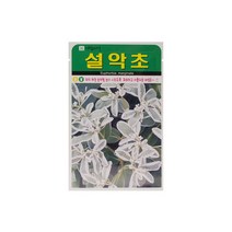 설악초씨앗 30립