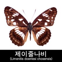 제이줄나비표본/Limenitis doerriesi chosensis