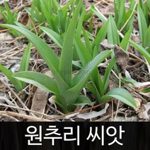 원추리씨앗 원추리 씨앗 orange daylily seed 30알, 1개