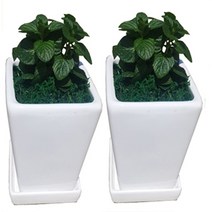 들꽃향기 모기퇴치식물모음특가 구문초 벤쿠버 야래향 허브, 페퍼민트도자기화분2개, 1세트