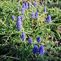 무스카리 x 10포트 야생화 봄꽃 다년생