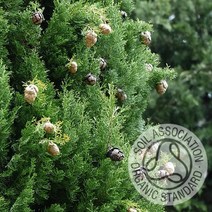 커풋(영국) 사이프러스 30ml 유기농 (Cypress Essential Oil) 에센셜오일, 1개