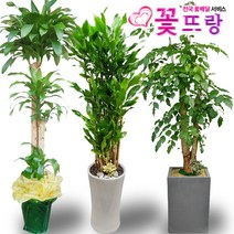 꽃뜨랑 전국배송 대형화분 행운목 해피트리 스투키 금전수 전국당일꾳배달, A05 황금죽, 1개