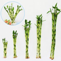 가꾸지오 수경식물 개운죽5p시리즈 20cm/30m/40cm/50cm/60cm, 개운죽5p(50cm)