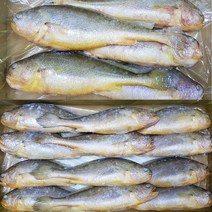 자갈치닷컴 부세조기 1박스, 12마리, 25cm전후