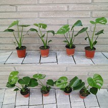 티에라선인장 테이블사이즈 찢잎 몬스테라 - 옮겨심기용 포트or세라믹, 옮겨심기용 포트, 1개