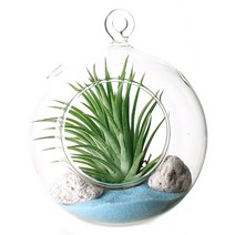 잎새몰 틸란드시아+행잉볼12+스카이 set, 1개