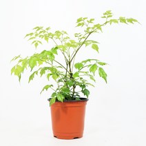 미니농장 공기정화식물 미세먼지제거 트리안 호야 테이블야자 크로톤 남천 녹보수, 22.녹보수, 1개