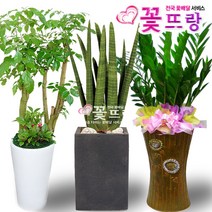 개업식화분 공기정화식물 관엽식물 전국꽃배달서비스 개업화분/축하선물, A03 금전수, 1개