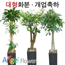 엔젤플라워 초특가 특대형화분 대박나무 행운목 전국당일꽃배달, A23 킹벤자민, 1개