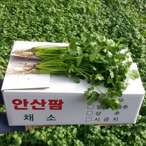 안산팜 고수 [GAP인증], 1박스, 고수 100g