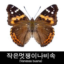 작은멋쟁이나비속표본/Vanessa buana 60mm+-