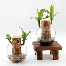 가꾸지오 공기정화식물 먼지제거 천연가습기 식물인테리어 샤베트행운목 24종, 컬러돌(화이트)