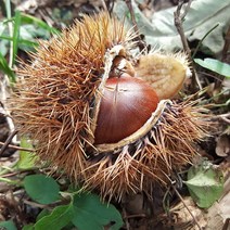 [산지직송] 충주 김의충님의 유기농 알밤(대) 4kg, 단품