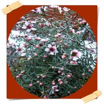 호주매화 중품 플랜테리어