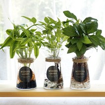 가훼하우스 [천연가습기 습도조절]성화수경재배, 줄리아페페/홍자갈