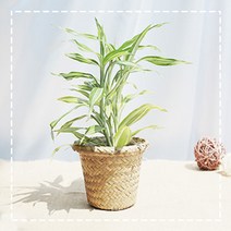 그린테라피 해초바구니 소형 공기정화식물, 빅토리아해초 바구니 소 (갈색)