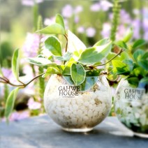 가훼하우스 [천연가습기 습도조절]유리방울수경재배, 홀리페페/홍자갈