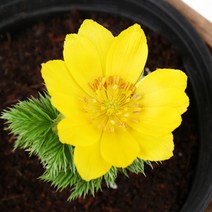 갑조네 복수초 꽃 야생화 공기정화식물 꽃화분, 복수초(소품), 1개