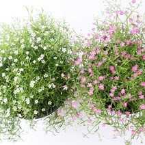 갑조네 꽃 생화 꽃화분 공기정화식물, 안개꽃(흰색)(중품), 1개