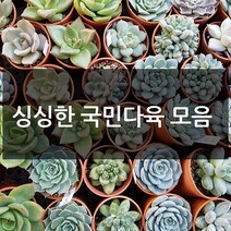제이팟다육 예쁜 국민 다육이 다육식물 200종류, B28. 방울복랑