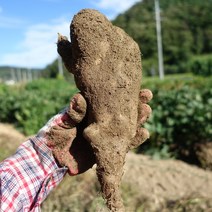 마사토 안동마 산마, 1박스, 왕특 5kg (프리미엄선물용)