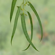 아로마케이 에센셜오일 EO 비누 화장품 오일 비누만들기재료, 유칼립투스오일30ml