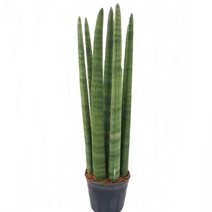 트리앤 1+1 산세베리아 스투키, 07.일자형 40cm-8촉 1개