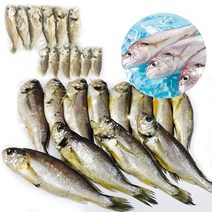 산지직송가거도 참조기 12미/조기/생선찜/매운탕/굴비, 단품