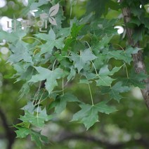 [나무인] 고로쇠나무묘목 5그루