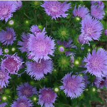 스토케시아 10cm포트묘 (3개묶음) 노지월동다년초/묵은주/개화주 [꽃심야생화]