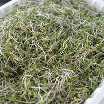 브로콜리새싹 500g 브로콜리싹 산지배송 당일수확, 1개