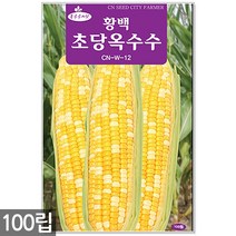 청농종묘 레드 콜라비 씨앗 300립 콜라비씨앗 빨간무씨앗 씨 순무씨앗 무, 14_황백초당옥수수(100립)