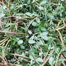 세모푸드 마치현 (쇠비름) 건초 300g, 1팩