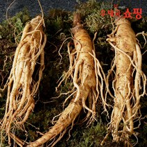 우체국쇼핑 진안고원 실속형 수삼5년근 12뿌리(600g 내외)+지함상자, 1개, 600g(5년근)+지함상자